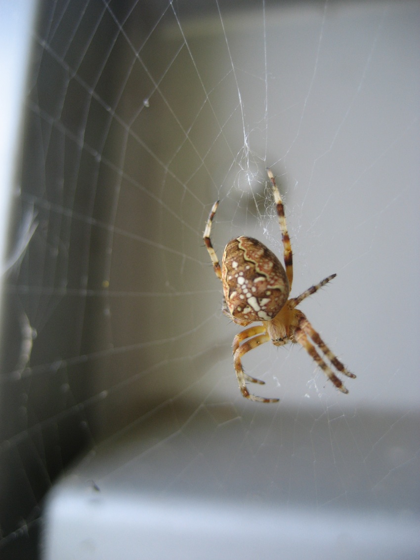 Araneus diadematus